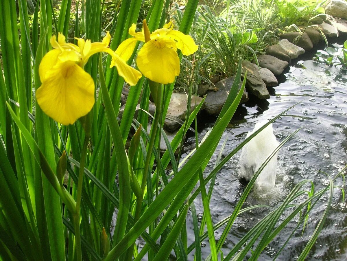 Ирис болотный фото. Ирис аировидный. Ирис жёлтый – Iris pseudacorus. Ирис болотный Вариегата. Ирис болотный аировидный желтый.
