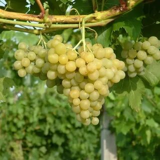 Сорт винограда магарача