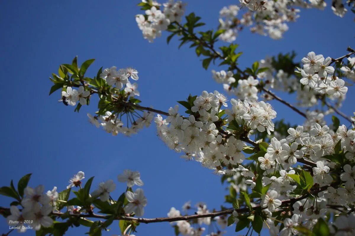 Рнсцвпла под окошом белоснежгпя рщня. Расцвели саратовские вишни. Цветение вишни в крыму. Белоснежная вишня. Цветы вишни фото крупным планом.