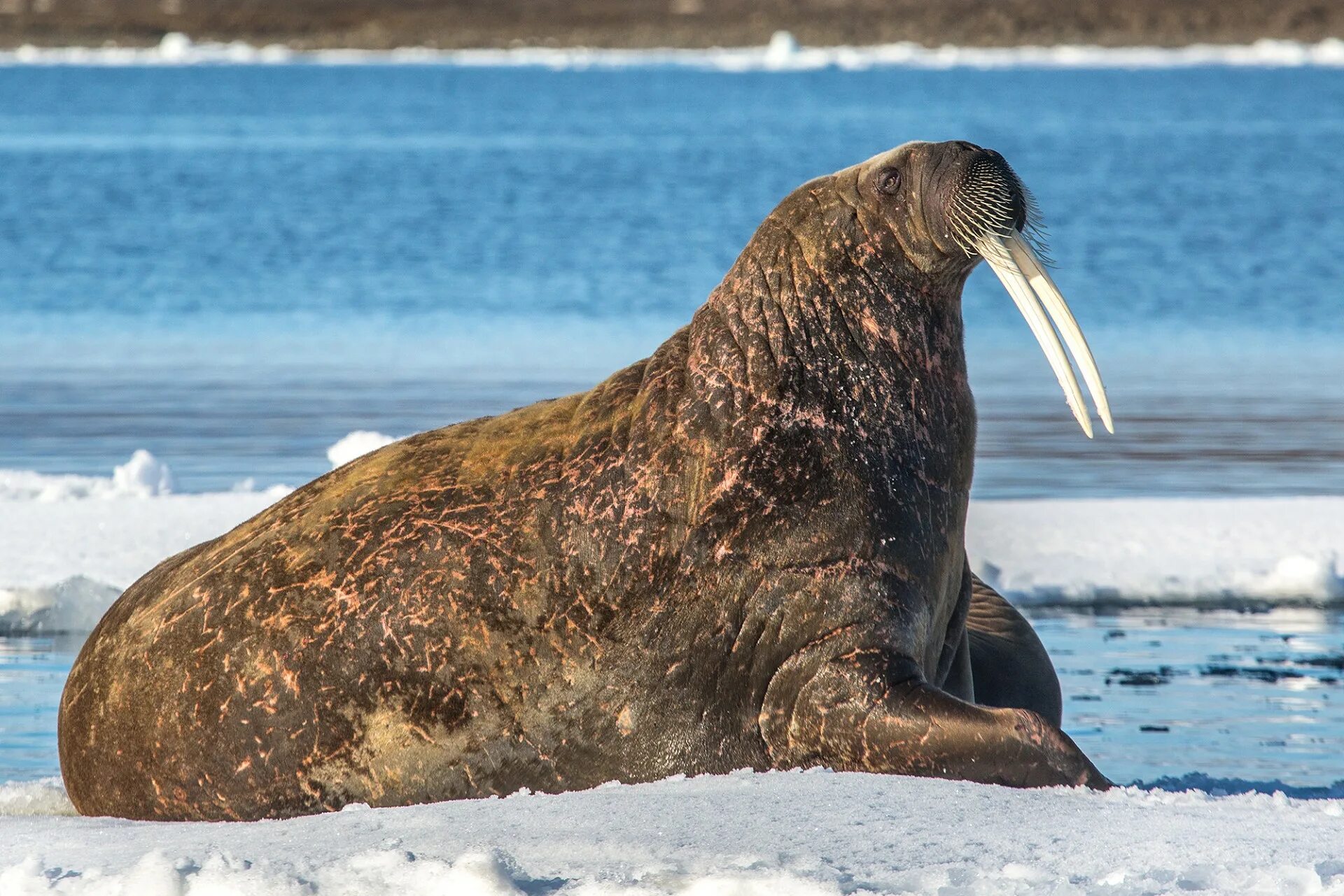 Тихоокеанский морж (Odobenus rosmarus divergens). Лаптевский морж. Ластоногие млекопитающие морж. Морж Лаптевский подвид. Моржи в тундре