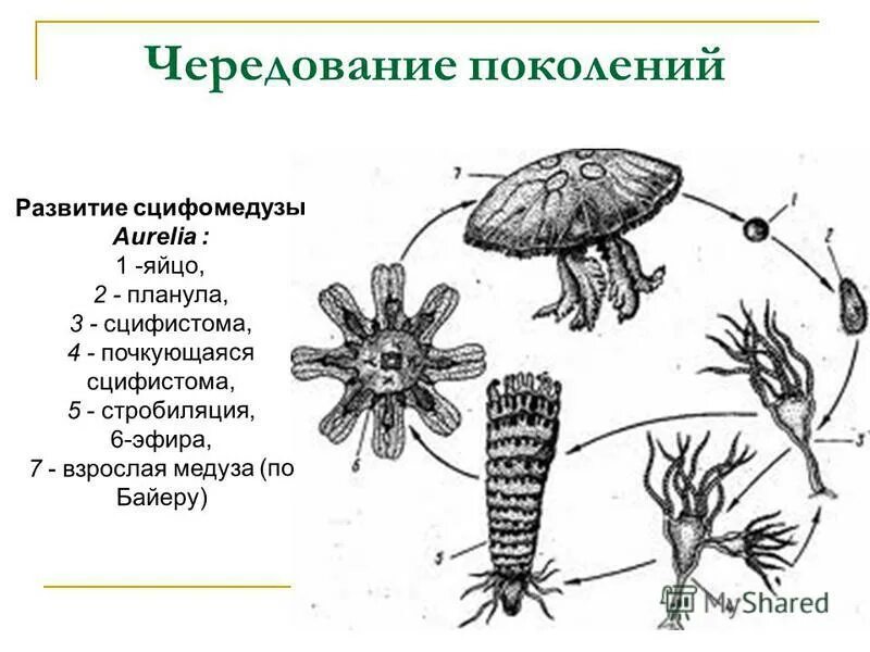 медуза морская жизненный цикл. жизненный цикл сцифоидных медуз схема. Scyphozoa жизненный цикл. как связаны между собой медуза и планула. сцифоидные медузы планула.