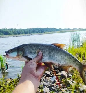 Голавль жерех фото
