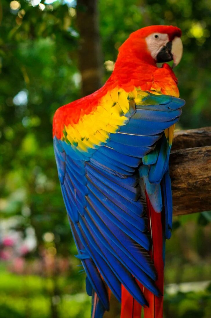 Большой цветной попугай. Попугай ара. Попугай ара красный. Попугай Macaw. Попугай Какаду красно синий.