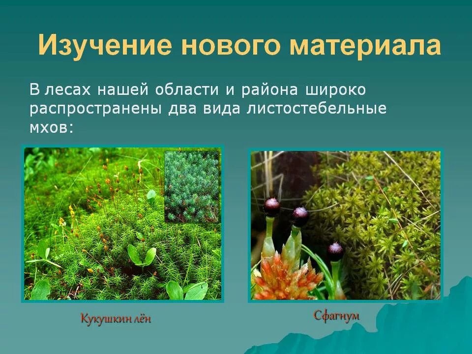Среда обитания листостебельных мхов. Виды мхов. сфагнум представители. листостебельные мхи строение.