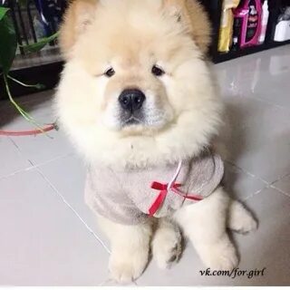 Dog 18