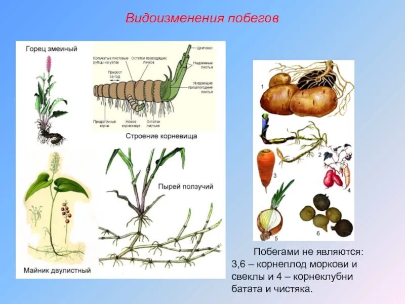 Корневище является видоизменением