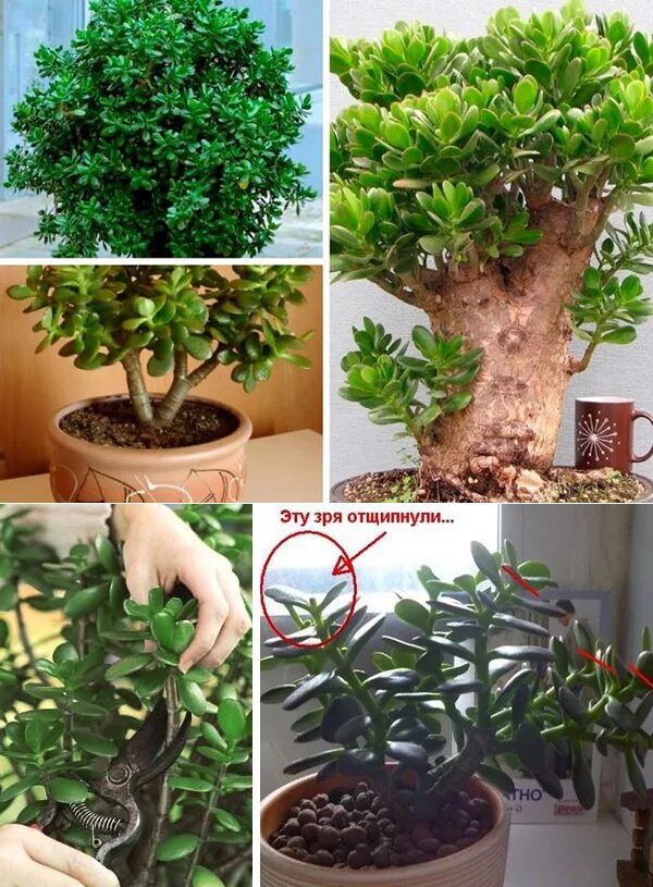 Как сформировать красивую крону. Крассула толстянка бонсай. Гибискус и фикус бенджамина. Как сформировать красивую крону. Обрезка плодовых деревьев 3х леток.