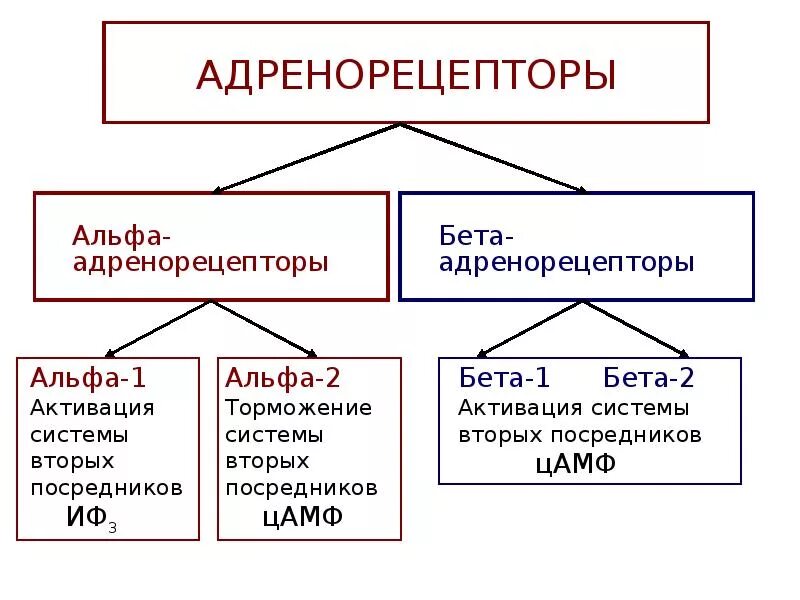 Альфа и бета адренорецепторы. Альфа и бета адренорецепторы различия. Альфа 2 адренорецепторы локализация. Расположение бета 2 адренорецепторов. Альфа 1 и Альфа 2 адренорецепторы локализация.