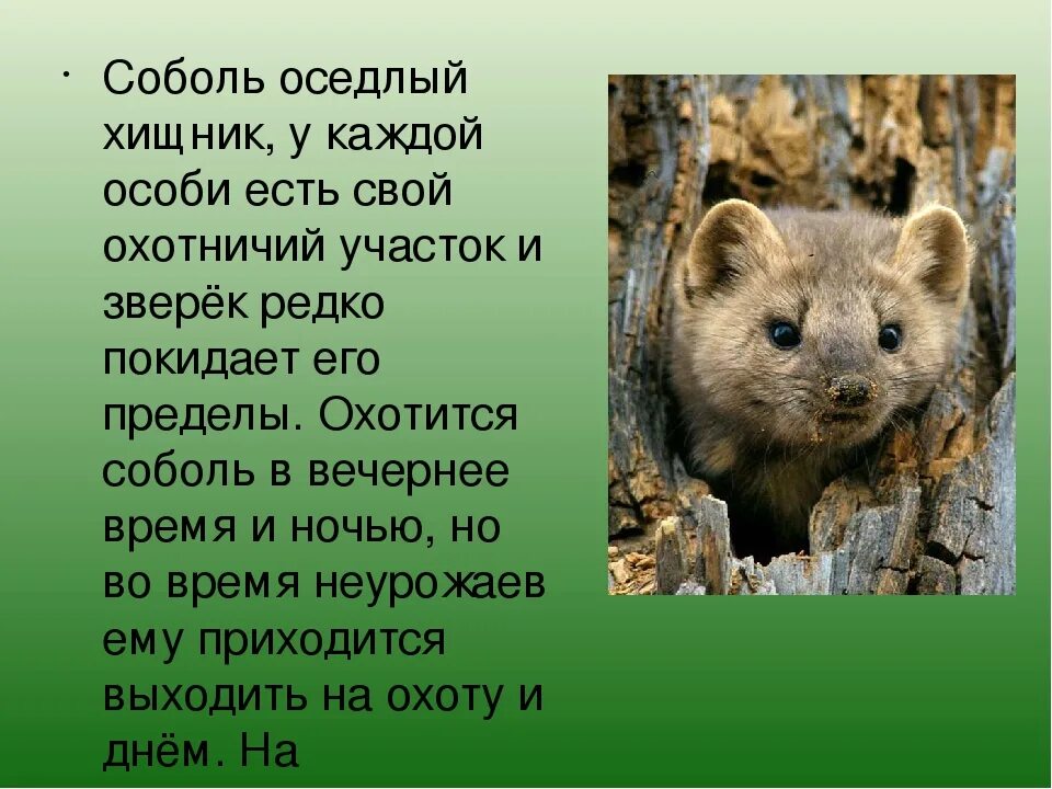 Где находится фото соболь О соболе ловком и подвижном хищнике Объединённая дирекция заповедника "Саяно