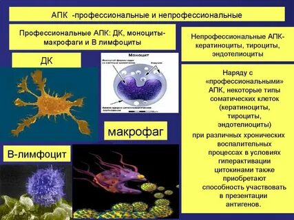 Макрофаги дендритные клетки