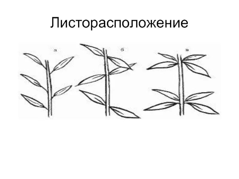 Стебель листорасположение. Мутовчатое листорасположение. розеточное листорасположение. черная смородина тип листорасположения. листорасположение у ячменя.