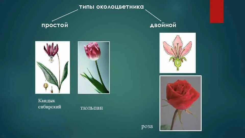 Какой тип питания характерен для тюльпана. Околоцветник тюльпана. Тип околоцветника у тюльпана. Строение околоцветника тюльпана. Околоцветник двойной Лилейные.