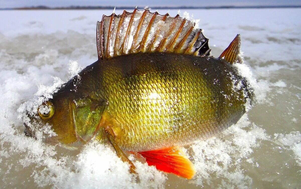 Окунь со льда на блесну. Окунь в феврале на балансир. Ловля на блесну со льда. Зимняя ловля окуня. Окунь на блесну.