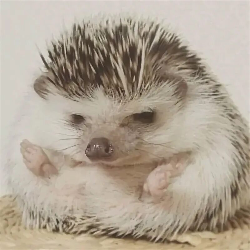 Великий еж