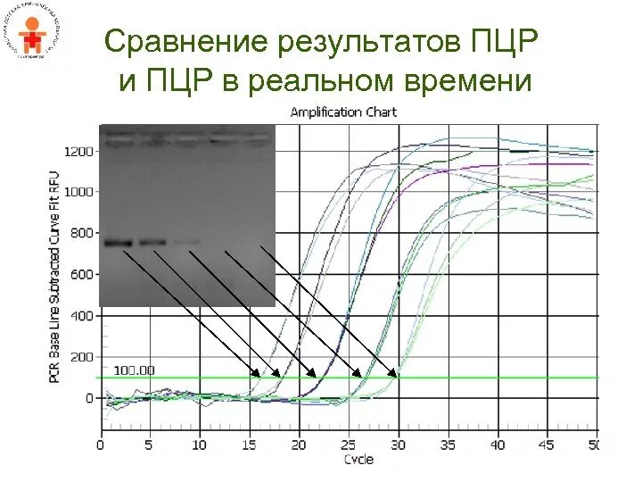 Метод полимеразной цепной реакции в реальном времени