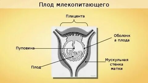 Стадии зародыша млекопитающих