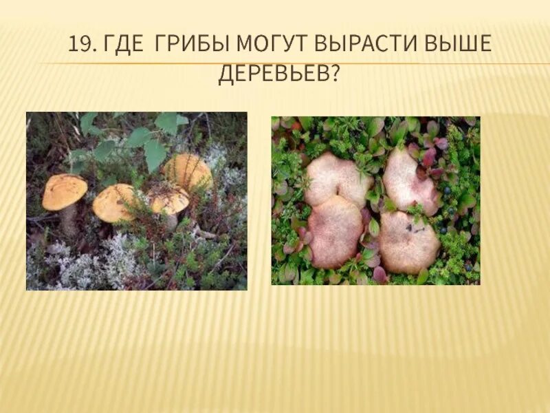 Почему грибы растут под определенными деревьями. Тундра грибы выше деревьев. грибы в тундре. грибы растущие в тундре. где грибы выше деревьев.