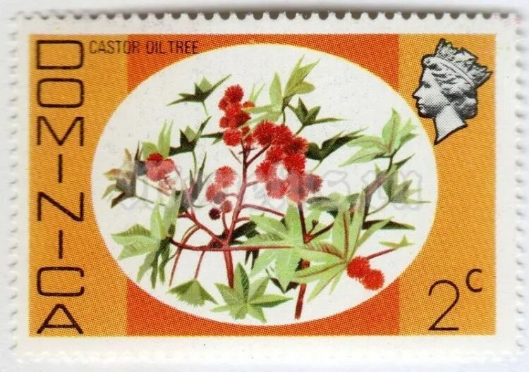 Domenika flowers