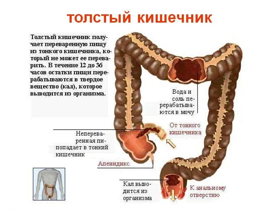 Работа толстого кишечника