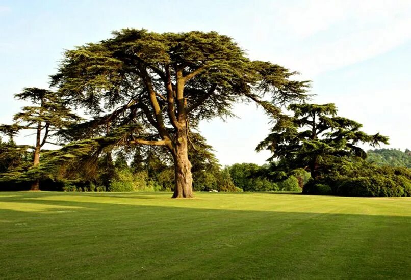 Дерево Эбби. Аббей растение. Sudley Castle Cedar. Cedar Tree.