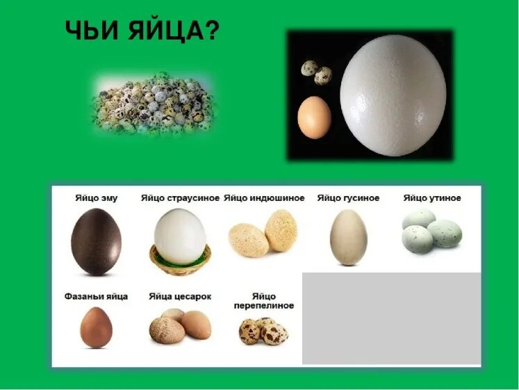 Форма куриного яйца. Инкубация утиных яиц агидель. Категории яиц куриных. Размер яйца курицы. Размер куриного яйца.