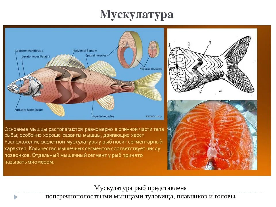 Миомеры и миосепты. Мышечная система костных рыб. Анатомия рыб мышечная система. Строение мышечной ткани рыбы. Мышцы рыб.