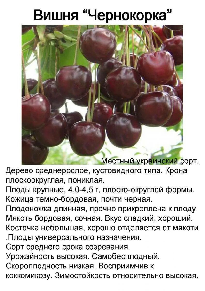 Вишня фото сортов описание сорта. Вишня сорт Вита. Сорт вишни призвание. Чернокорка вишня описание сорта. Вишня Чернокорка описание.