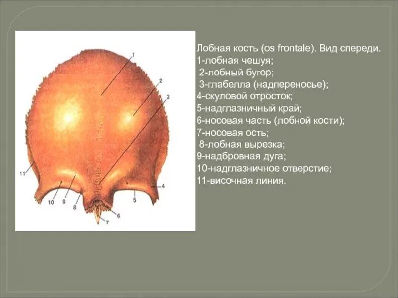 Лобная кость надглазничный край. Лобная кость глабелла. Лобная кость лобные бугр. Строение лобной чешуи.