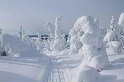 Утром снежным белые