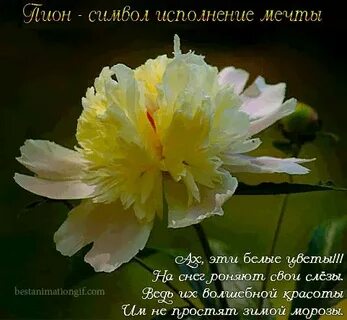 Цитаты фото цветов