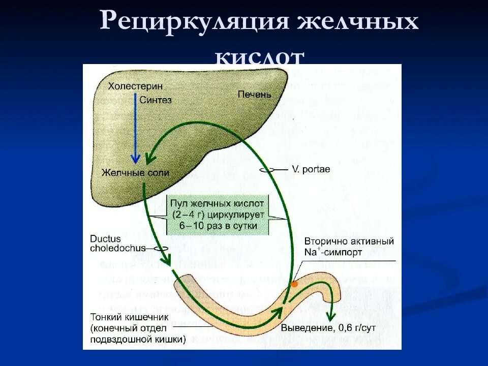 Желчные кислоты печени. Кишечно-печёночная циркуляция жёлчных кислот. Циркуляция желчных кислот. Рециркуляция желчных кислот. Желчь синтезируется в печени.