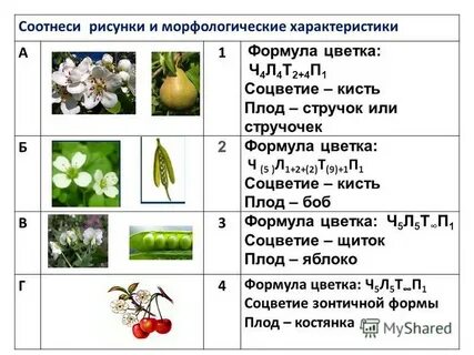 Задания по семействам растений