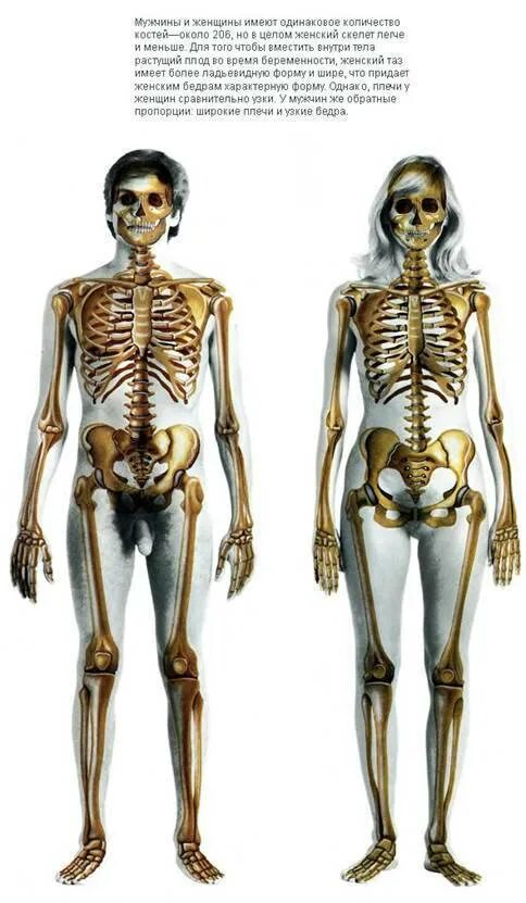 И молодые люди кости человека. Скелет человека. Скелет мужчины. Женский скелет. Различия мужского и женского скелета.