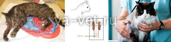 Щитовидка у кота. Щитовидка у кота. Щитовидная железа у кошек анатомия. Щитовидка у кота. Щитовидка у кота.