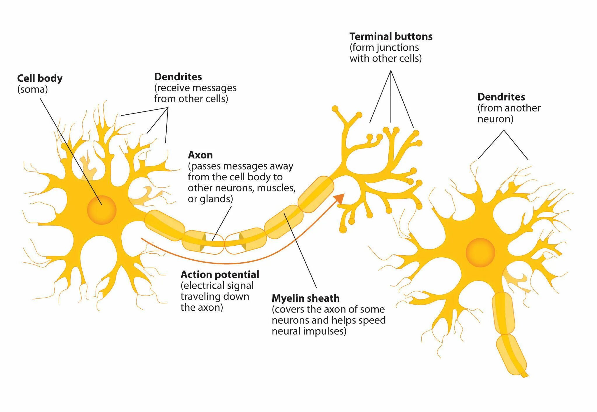 Neural write