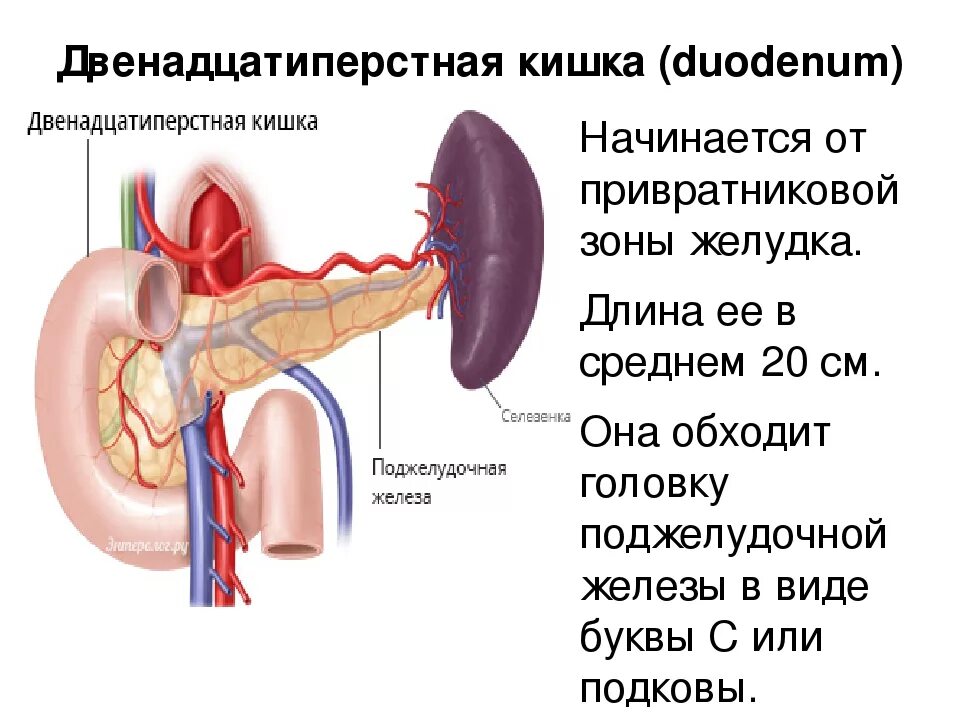 12 п кишка. Строение 12 перстной кишки человека. Двенадцатиперстная кишка анатомия человека расположение. 12 Ти перстная кишка строение. Строение 12 перстной кишки анатомия.