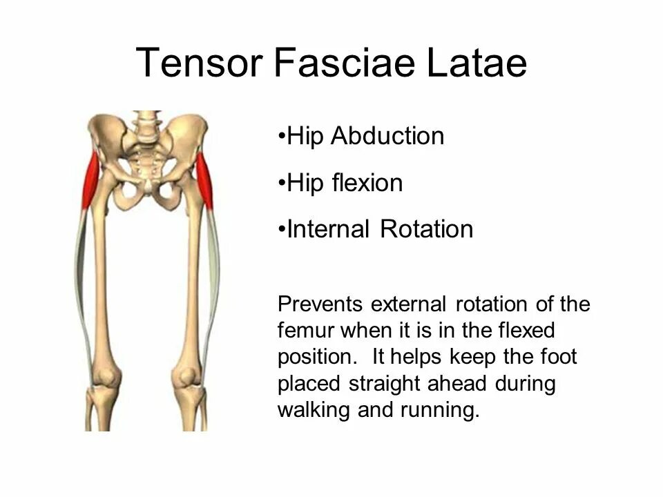 Tensor g3. M tensor fasciae latae. latae латынь. m tensor fasciae latae перевод. m tensor fasciae latae перевод с латинского.