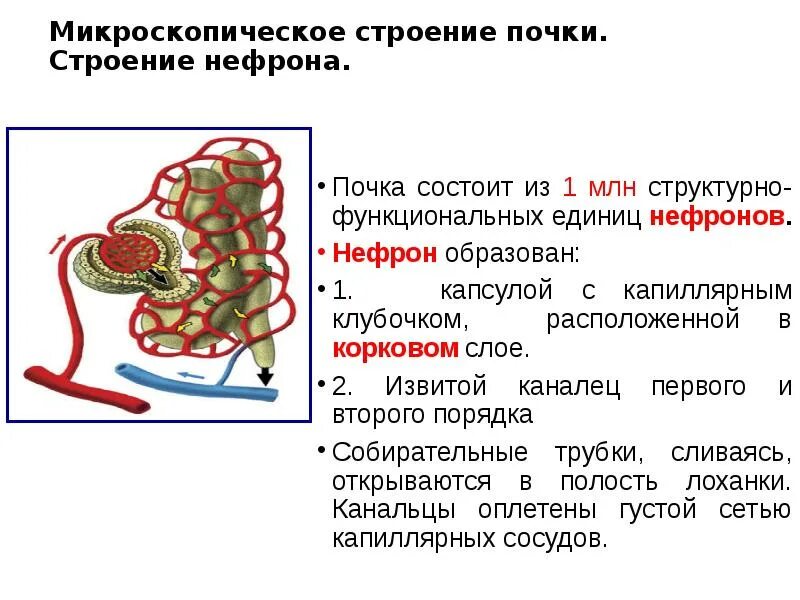 Микроскопическое строение нефрона. Микроскопическое строение почки нефрон. Нефрон структурно-функциональная единица почки. Строение нефрона почки. В чем особенность строения канальца нефрона