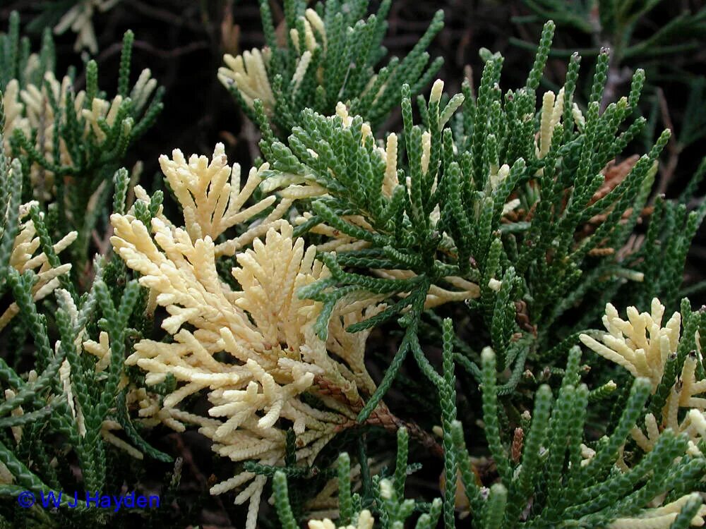 Можжевельник китайский expansa variegata. Можжевельник горизонтальный андорра вариегата. Можжевельник казацкий вариегата. Можжевельник экспанса. Можжевельник казацкий variegata.