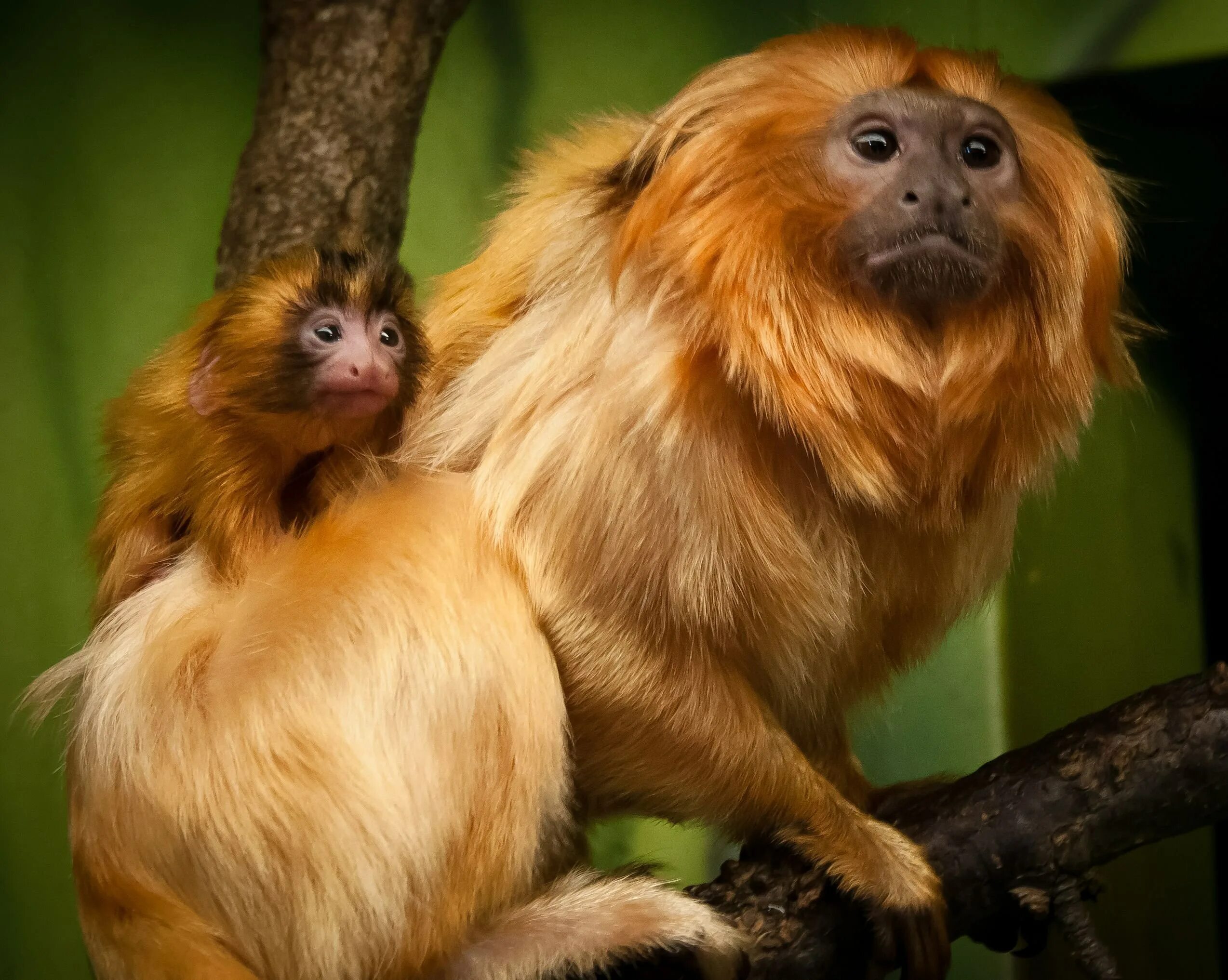 Золотистый львиный тамарин. Золотистый львиный тамарин. Львиная игрунка. Золотистый львиный игрунок. Львиная игрунка.