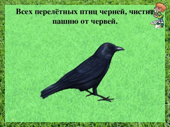 Ранняя птичка прочищает. Всех перелётных птиц Черней чистит пашню от червей. Всех перелётных птиц Черней чистит пашню. Всех прилетных птиц Черней. Черная Перелетная птица.