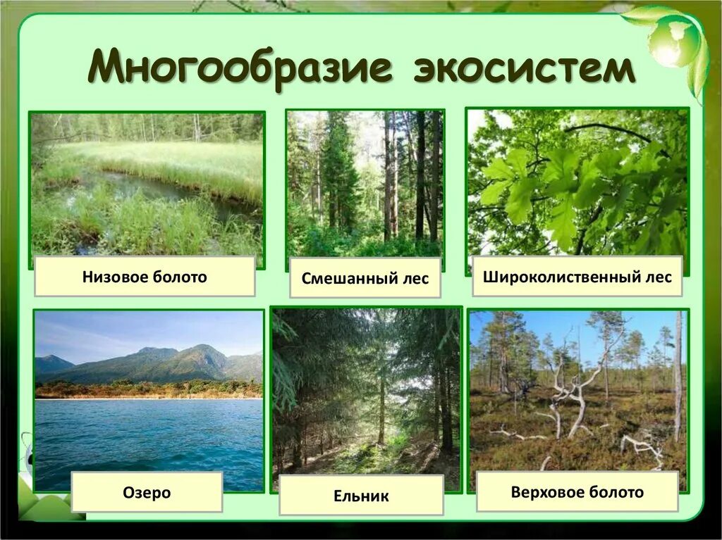 Разнообразие природных сообществ 5 класс таблица. Экосистема. Разнообразие экосистем. Природные экосистемы. Разнообразие биогеоценозов.