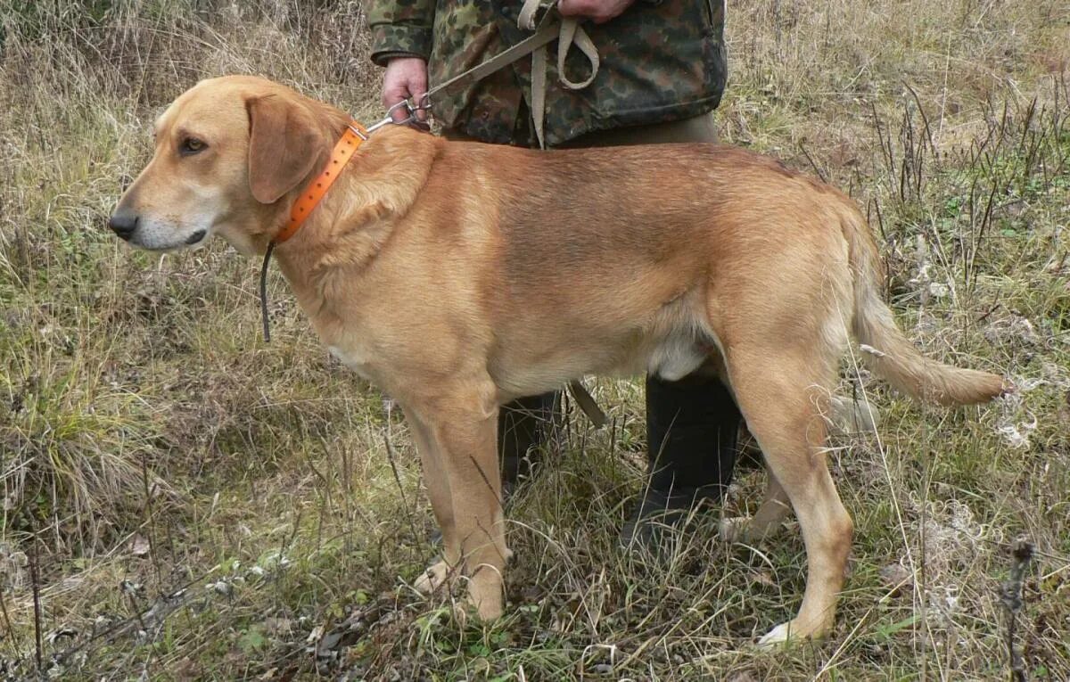 Гончие 2 5