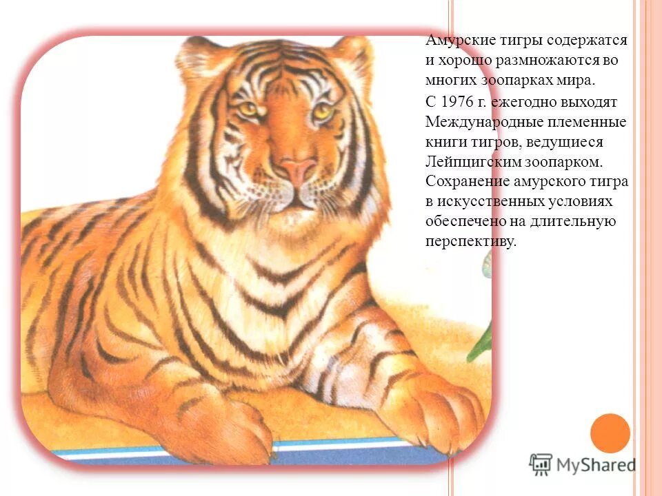 кейт дикамилло парящий тигр. год тигра книга. тигр с книжкой. год тигра книга. илья лагутенко книги про тигра.