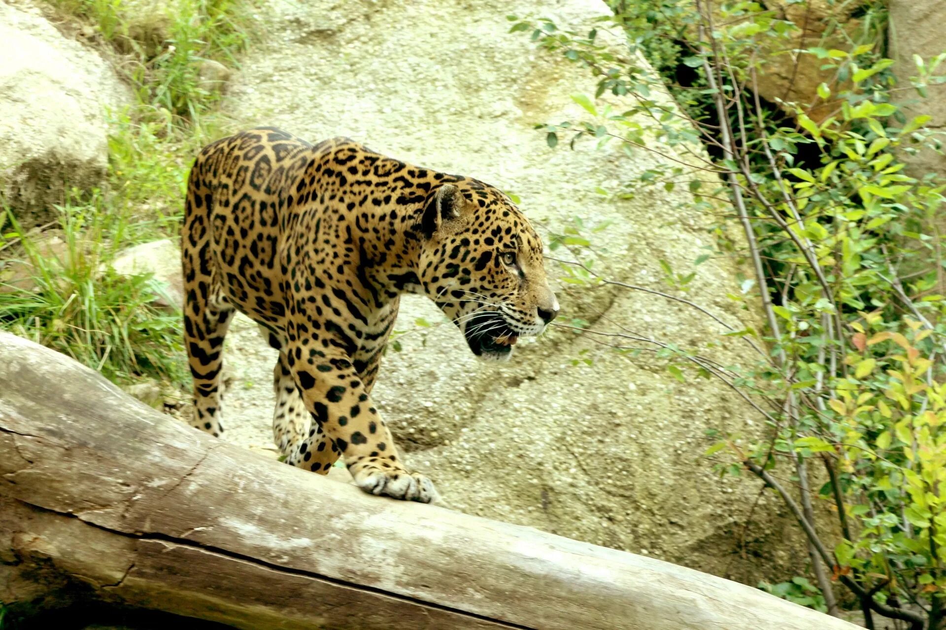 Ягуар в сельве. Ягуар в Амазонии. Ягуар животное. Ягуар Panthera onca. Местообитание горилл шимпанзе ленивцев леопардов ягуаров