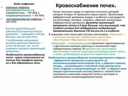Характеристики почек