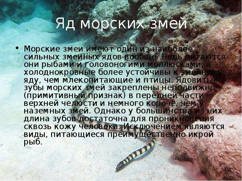 Морские змеи информация. Сообщение о морской змее. Морские змеи сообщение. Морские змеи с описанием. Будьте сильнее яда