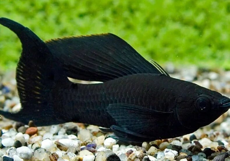 Черная рыба 6 букв. Рыбка Моллинезия черная. Чёрная Молли (Моллинезия). Аквариумные рыбки черные моллинезии. Аквариумная рыбка Моллинезия черная.