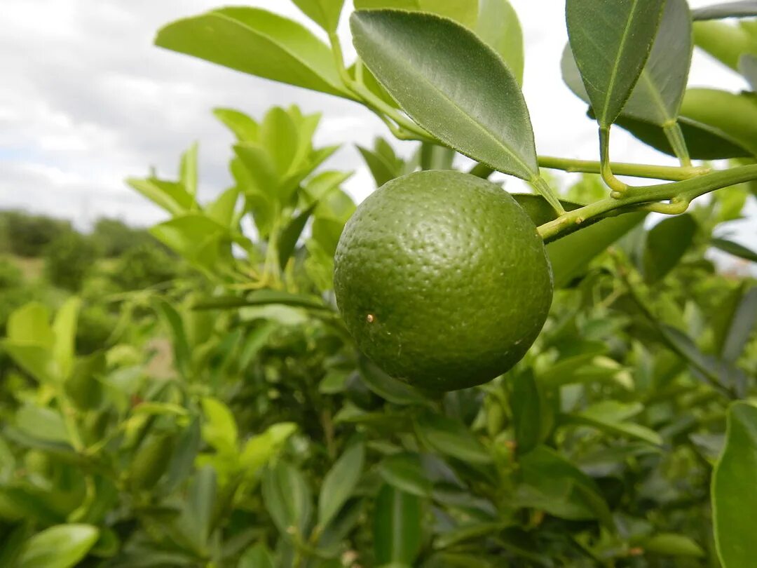 Лаймовое дерево. Citrus aurantifolia дерево. Сибирка лайм. Кафир лайм дерево. Лаймовое дерево в природе.