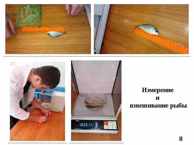 Весы для взвешивания рыбы / Механические весы / Рыболовные весы купить с доста